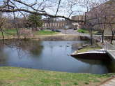 Campus Pond Mallards